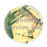 Chromatic Staph aureus 20 ps