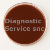 Chocolate-enriched agar (10 plates)